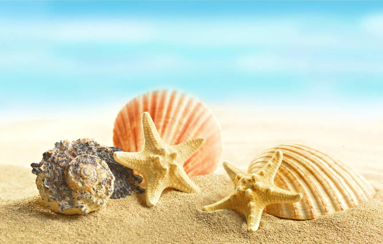 Photo wallpaper sand, beach, shell, beach, sand, marine, seashells, starfishes