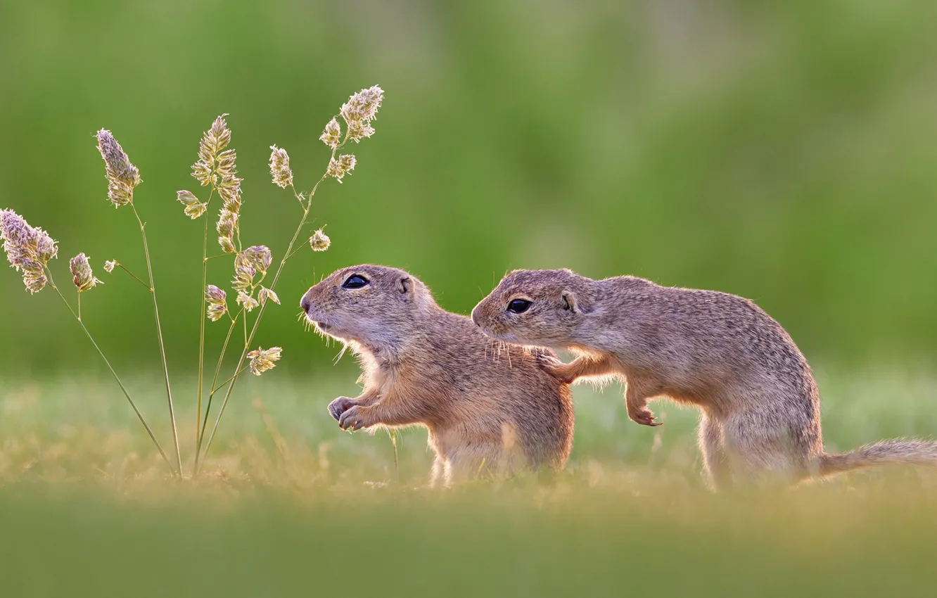 Photo wallpaper plant, a couple, gopher