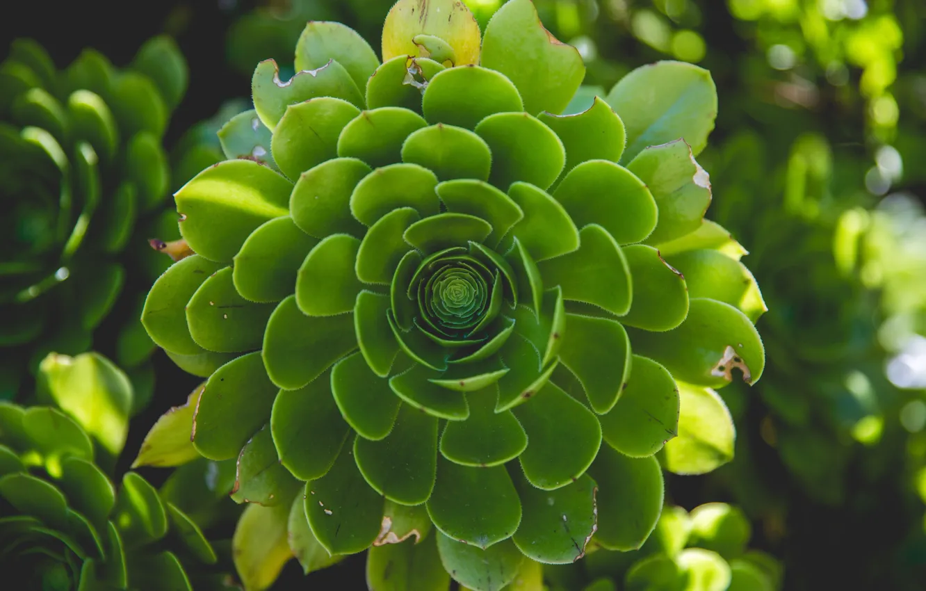 Photo wallpaper macro, green, plant, colors, close-up, nature, leaves, flora