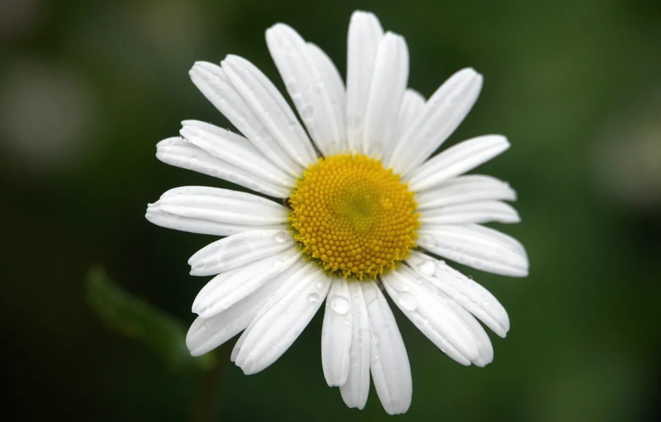 Photo wallpaper flowers, after the rain, beautiful