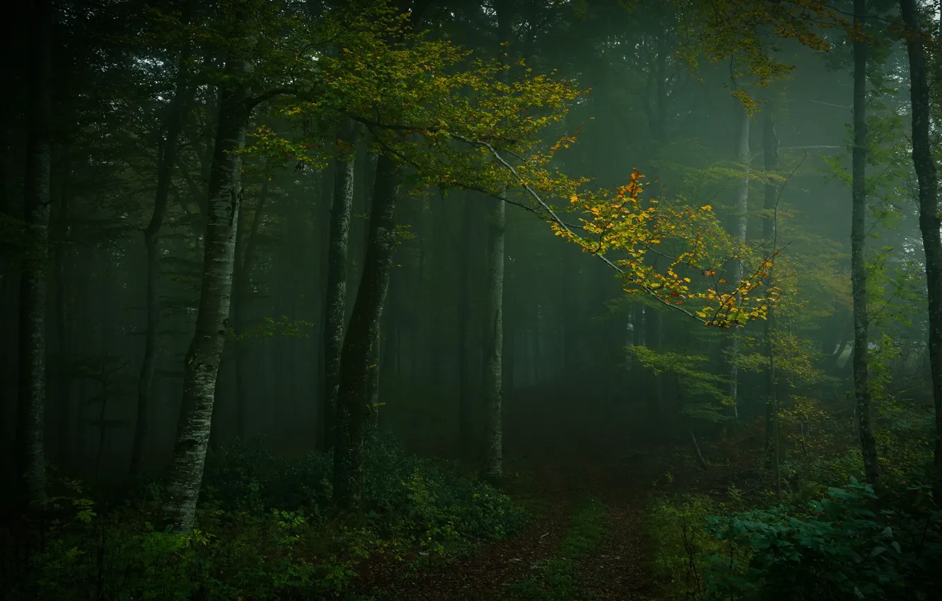 Photo wallpaper autumn, forest, trees, branches, fog, foliage, track, twilight