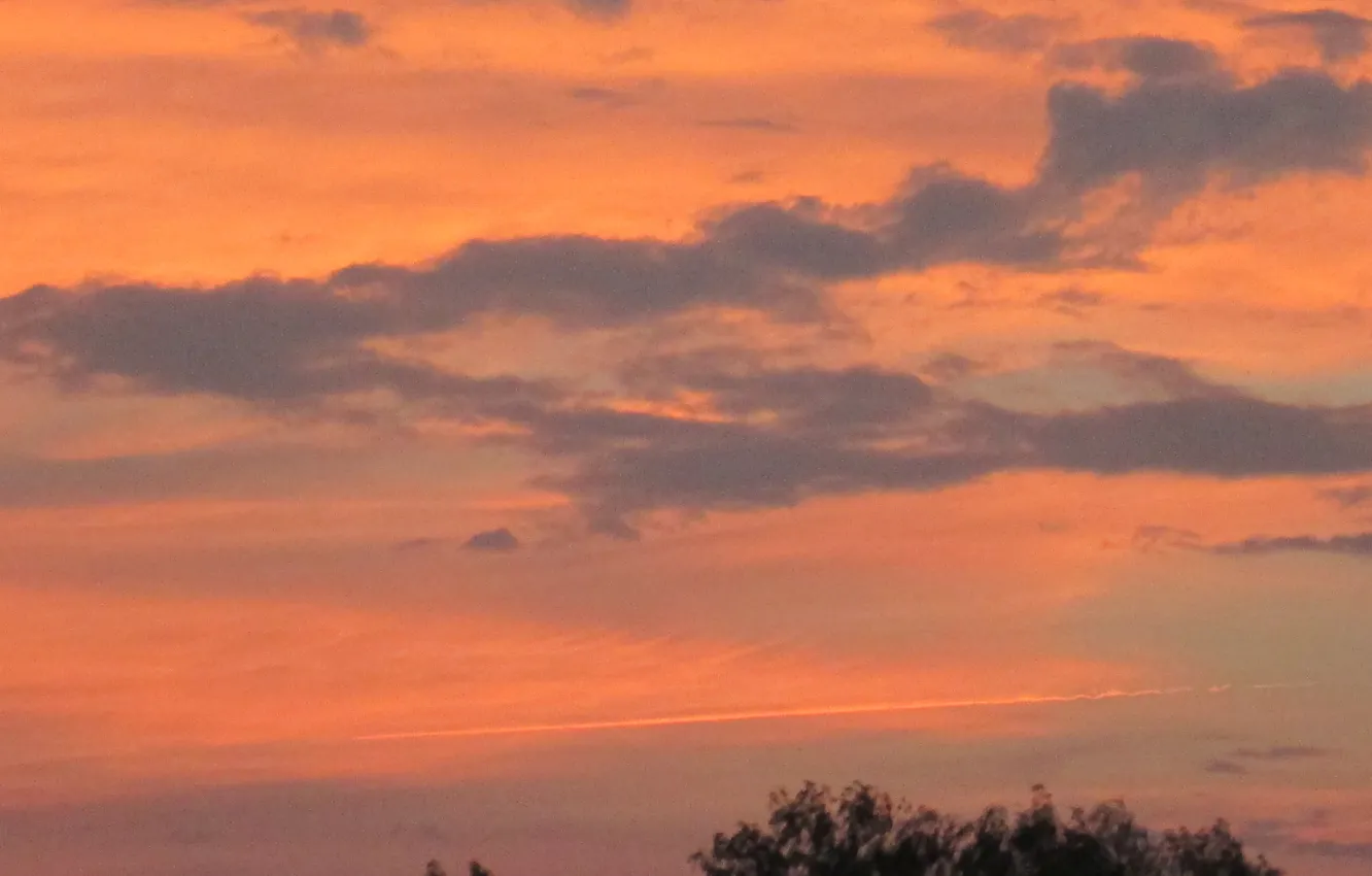 Photo wallpaper the sky, sunset, glow, birch