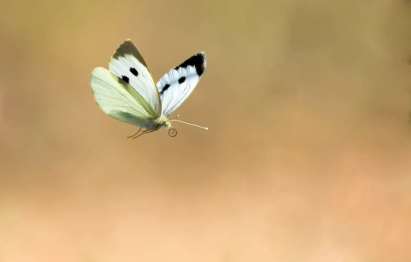 Photo wallpaper flight, background, butterfly