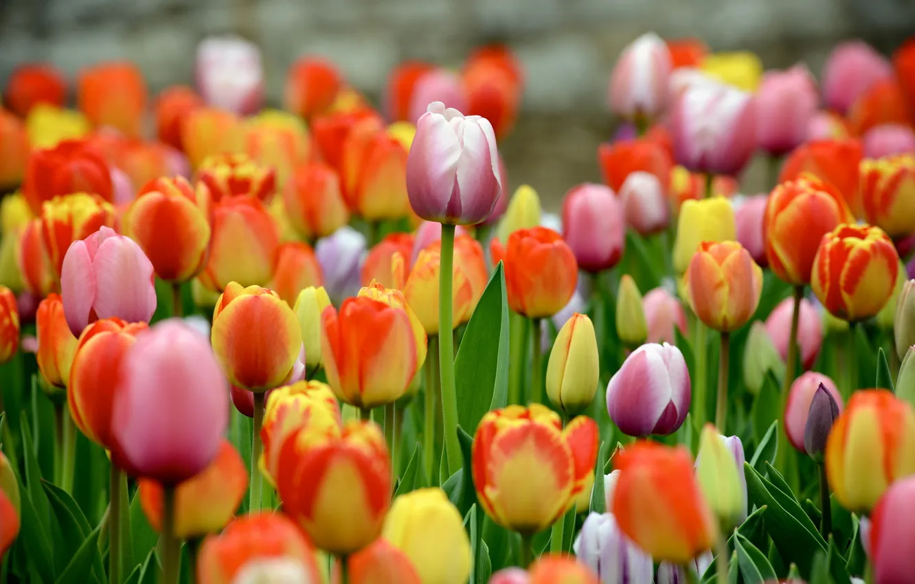 Photo wallpaper flowers, nature, tulips