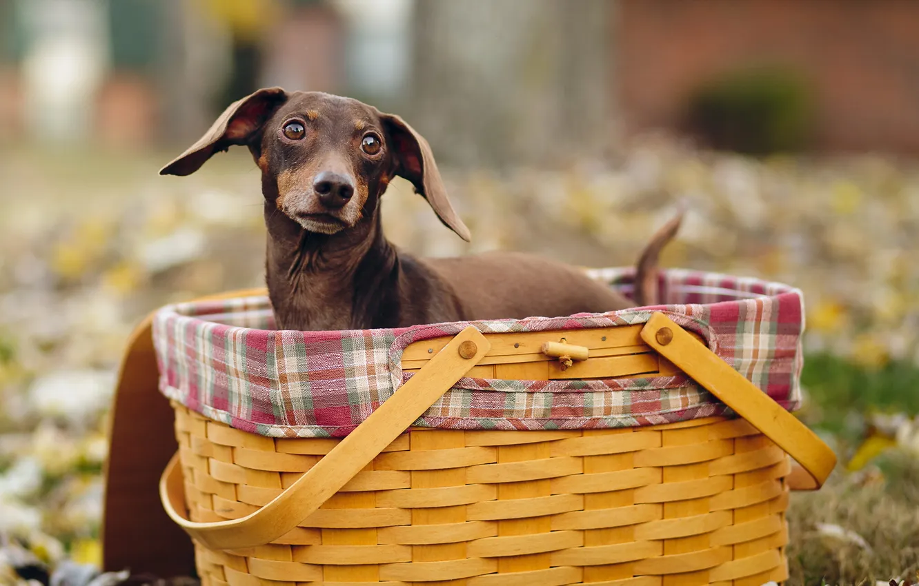 Photo wallpaper look, basket, dog