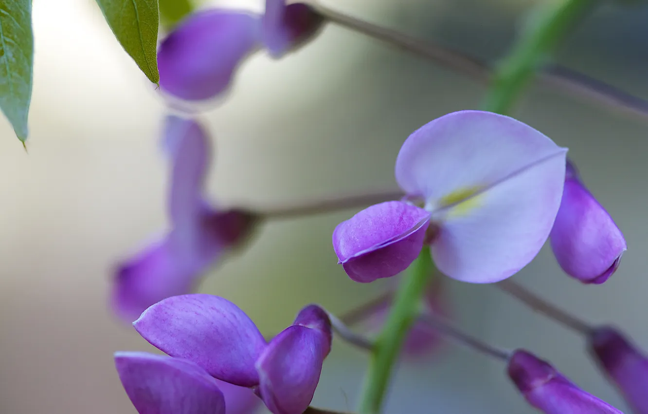 Photo wallpaper nature, tree, flowers, lilac, Wisteria