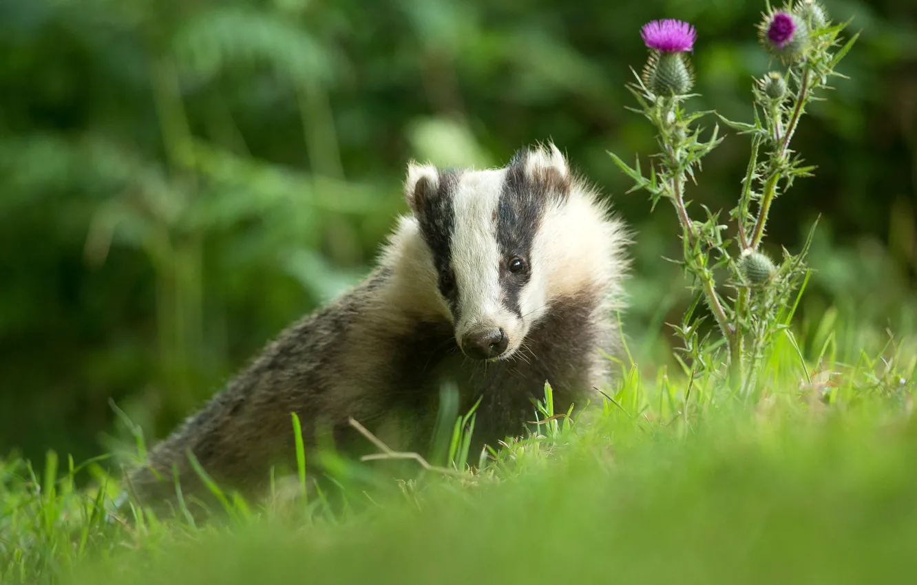 Photo wallpaper greens, summer, grass, flowers, portrait, face, badger, agrimony