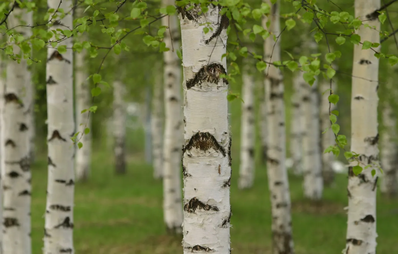 Photo wallpaper forest, grove, Birch