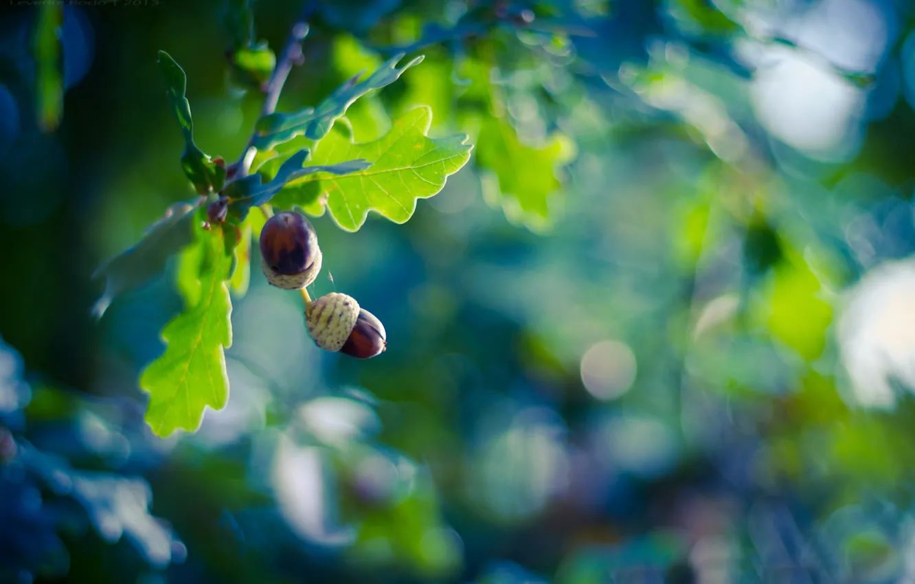 Photo wallpaper leaves, trees, branches, glare, background, fruit, acorns, oak