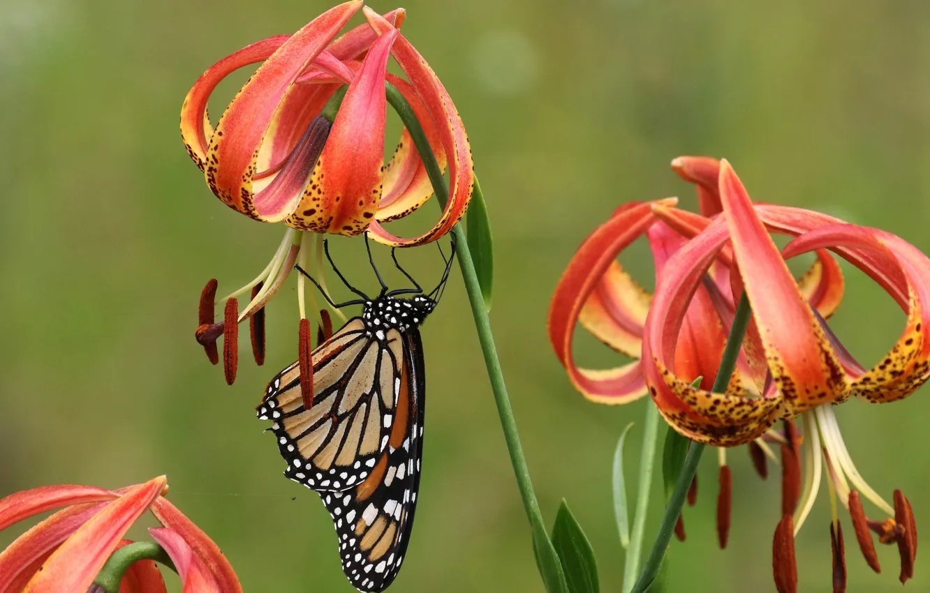 Photo wallpaper background, butterfly, Lily