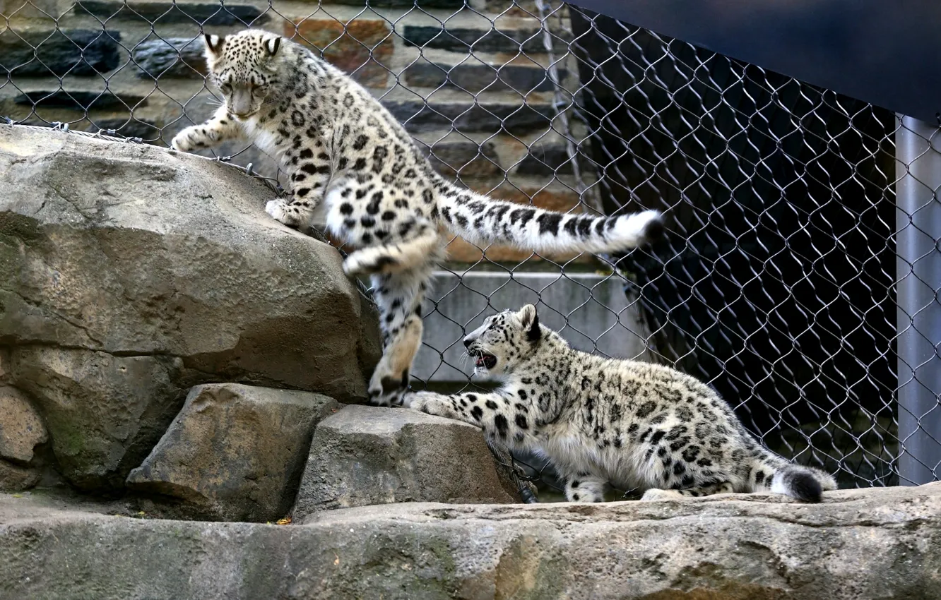 Photo wallpaper stones, the game, kittens, snow leopard, aviary