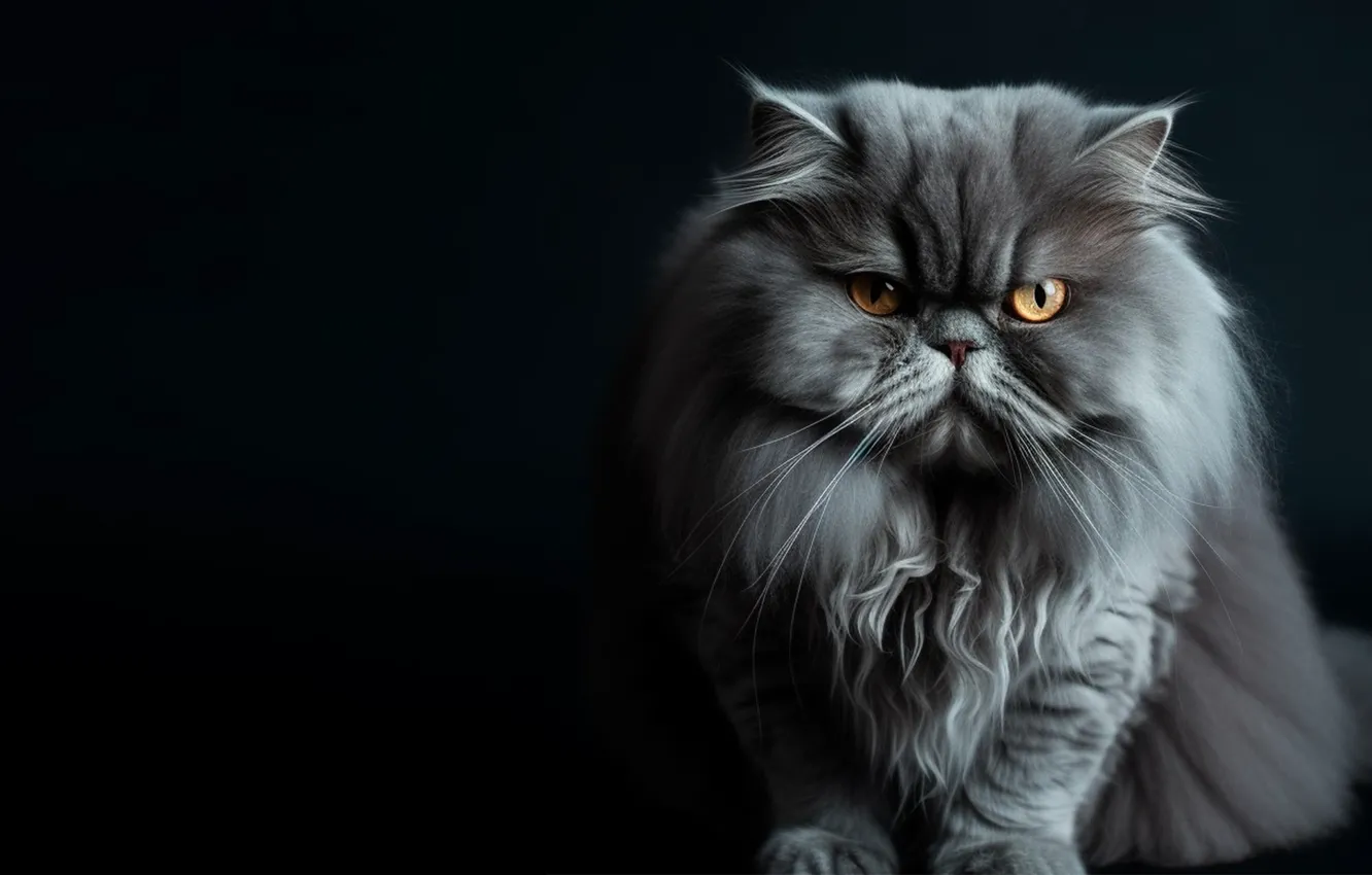 Photo wallpaper cat, cat, look, pose, grey, black background, face, sitting