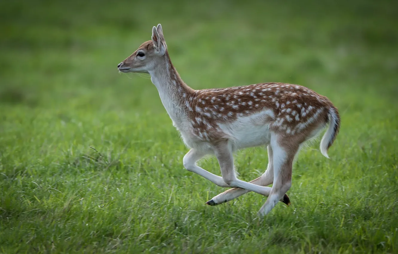 Photo wallpaper baby, ROE, fawn