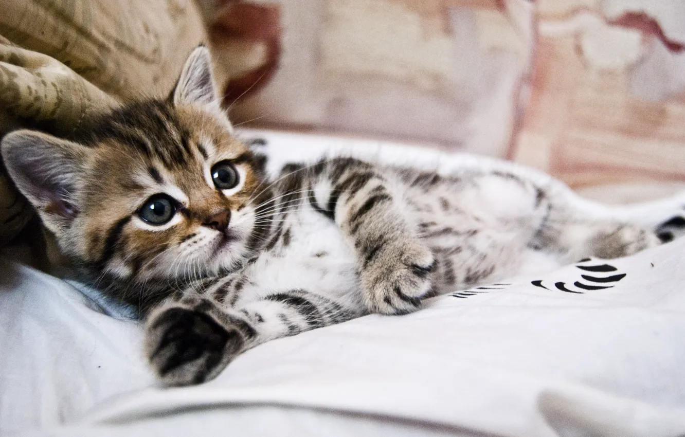 Photo wallpaper cat, bed, lies