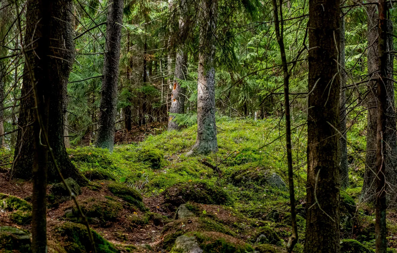 Photo wallpaper forest, trees, moss