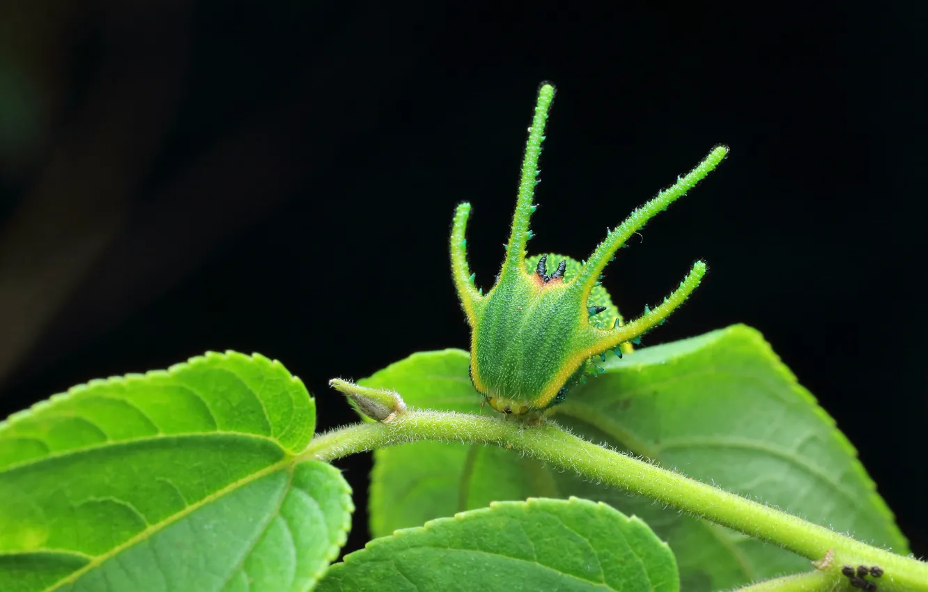 Photo wallpaper greens, leaves, macro, caterpillar, green, stem, insect, black background