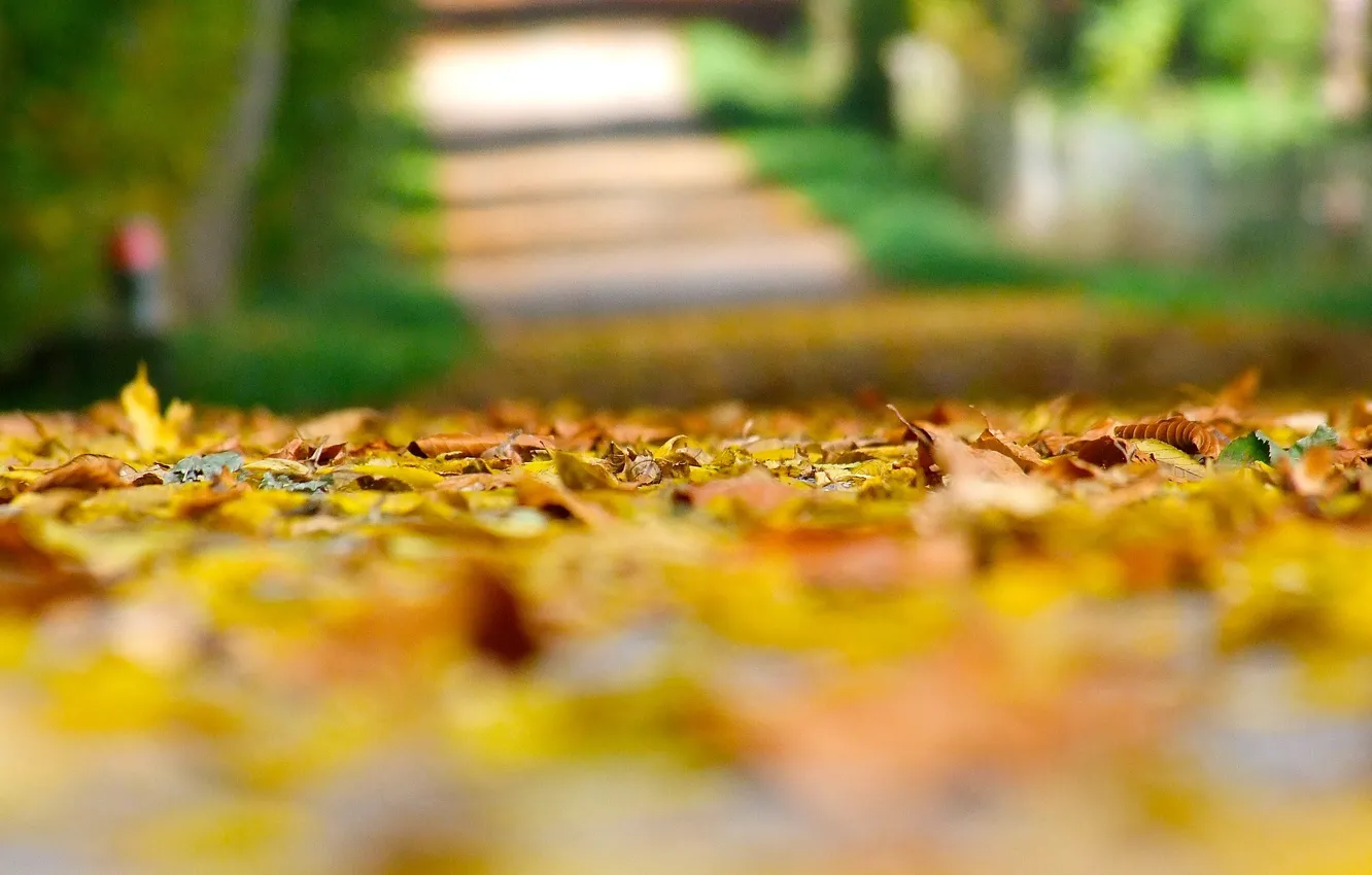 Photo wallpaper autumn, leaves, macro, background, earth, widescreen, Wallpaper, yellow leaves