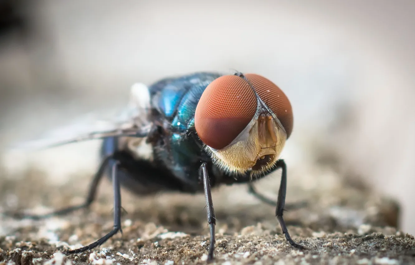 Photo wallpaper macro, fly, background