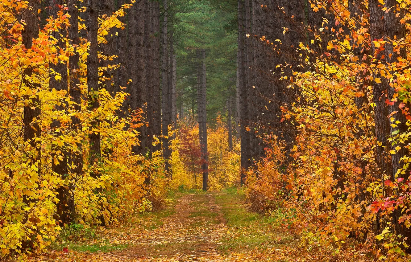 Photo wallpaper road, autumn, forest, leaves, trees, landscape, clearing