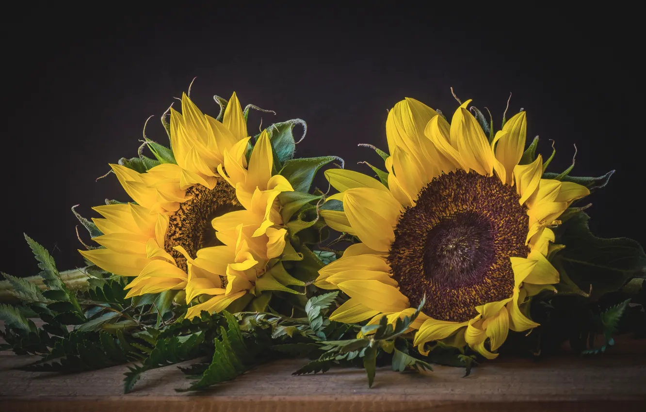 Photo wallpaper yellow, sunflower, petals