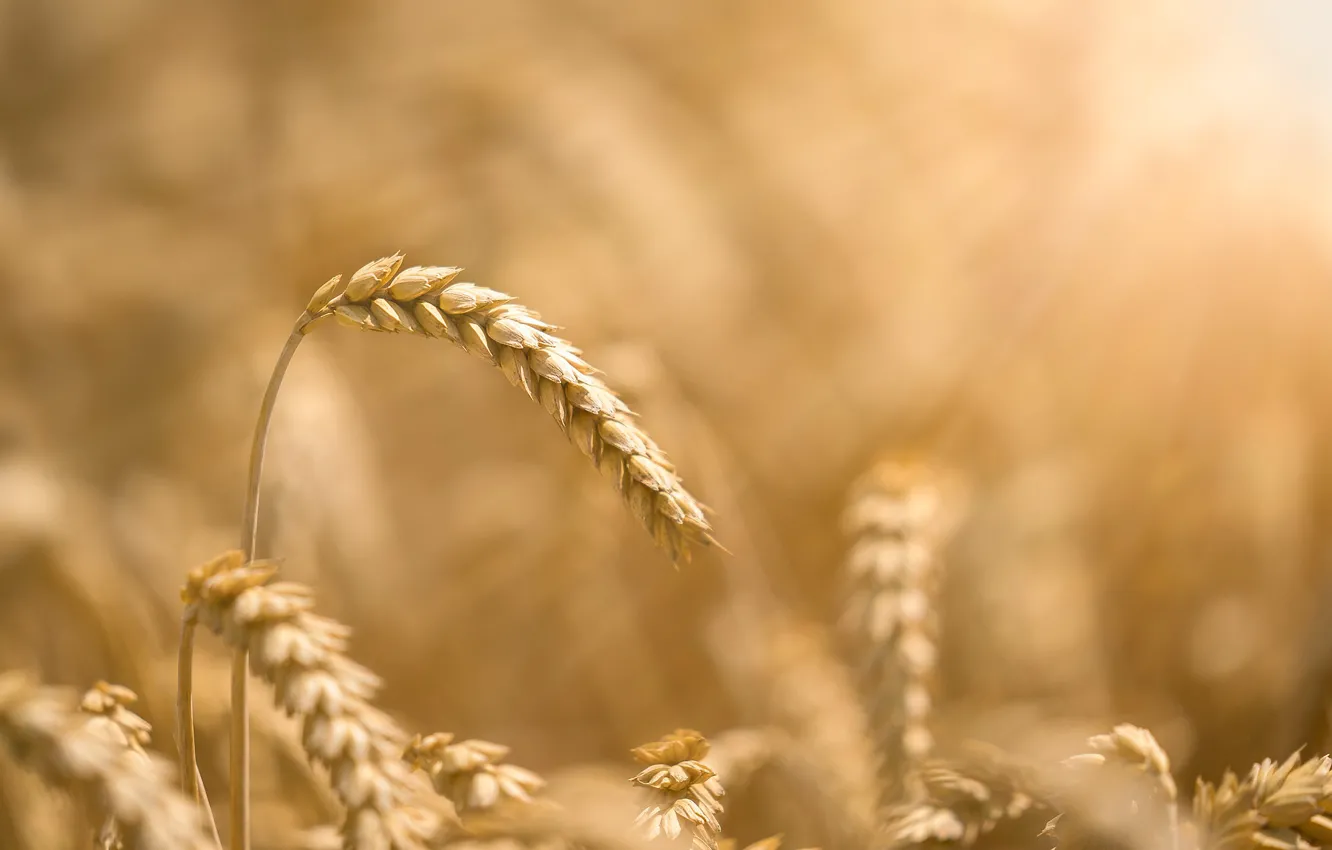 Photo wallpaper wheat, field, spike
