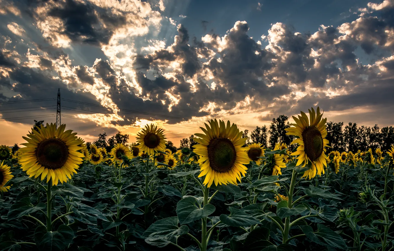 Photo wallpaper field, clouds, sunflowers, sunset, nature