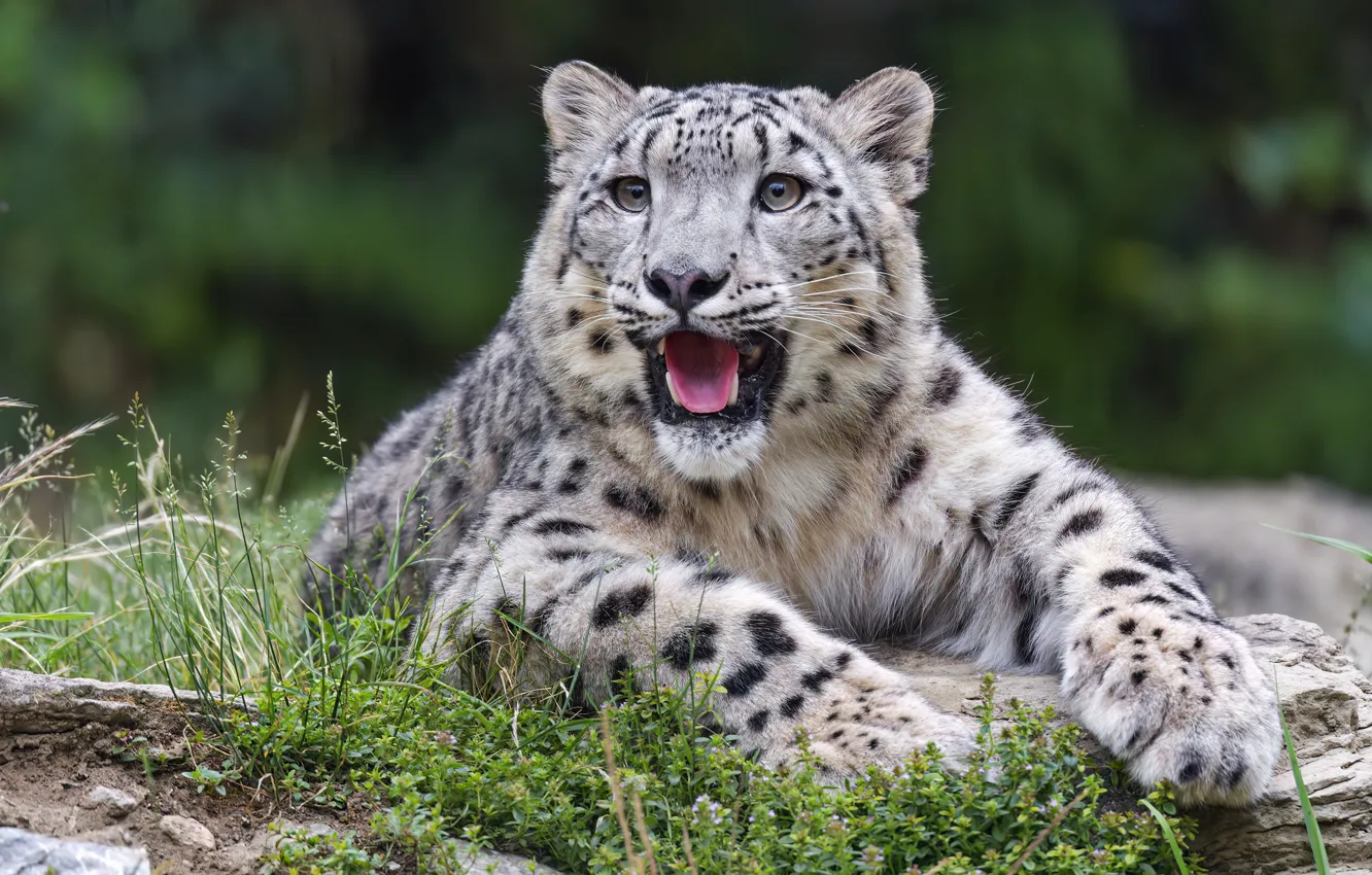 Photo wallpaper language, lies, snow leopard