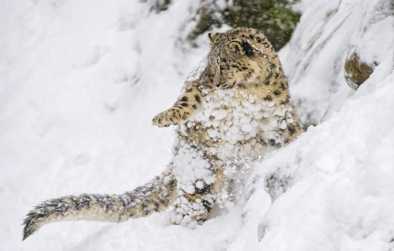 Photo wallpaper snow, jump, the game, predator, slope, baby, IRBIS, snow leopard