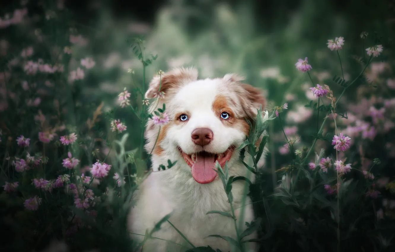 Photo wallpaper greens, language, summer, look, face, flowers, nature, portrait