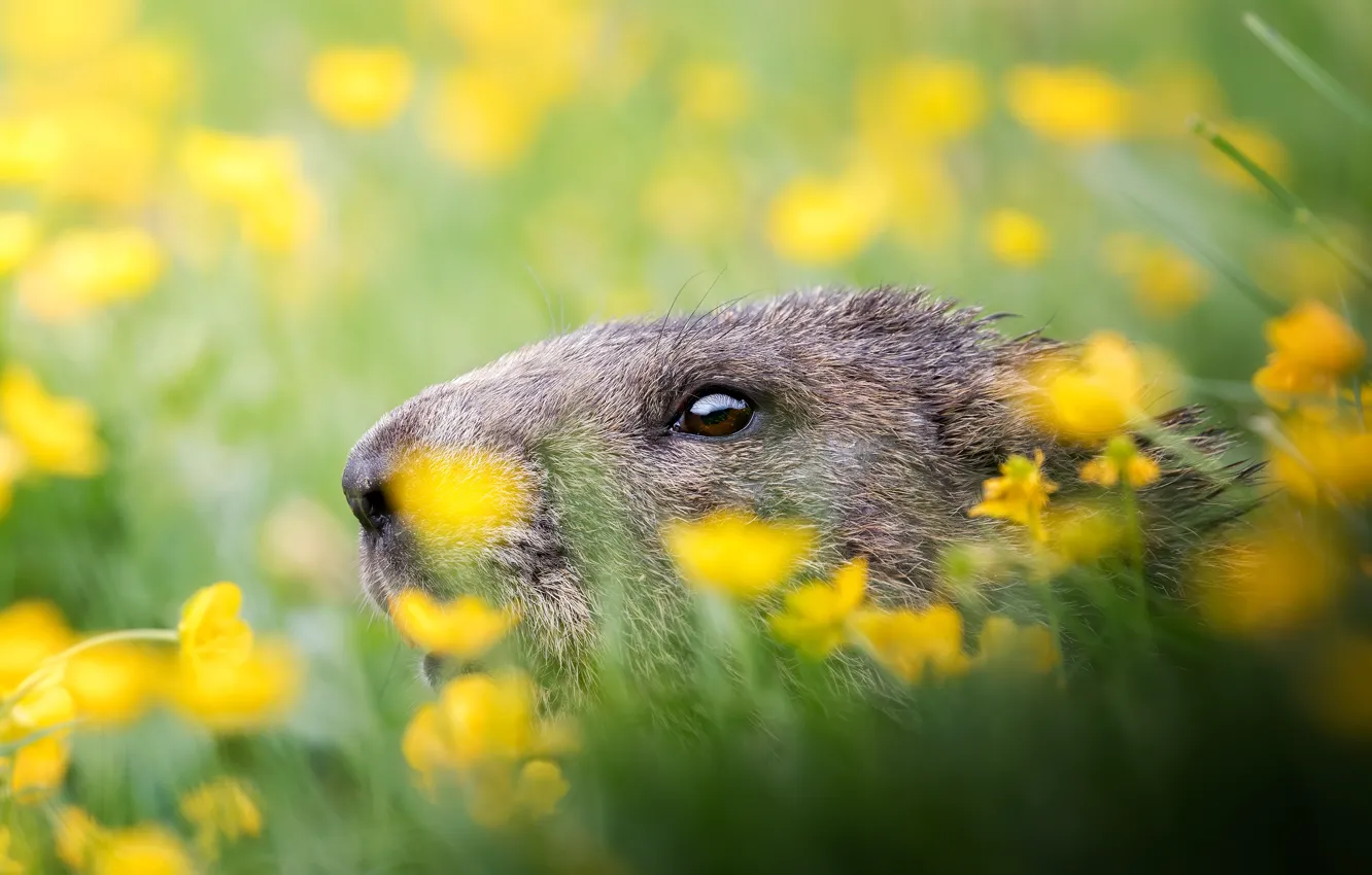 Photo wallpaper yellow, flowers, look, portrait, face, profile, marmot, bokeh