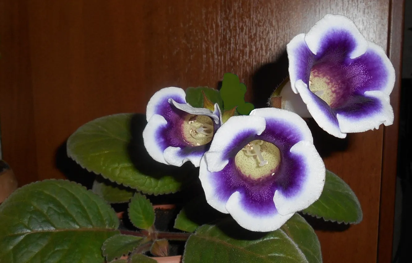 Photo wallpaper flowers, white and purple, room, Gloxinia