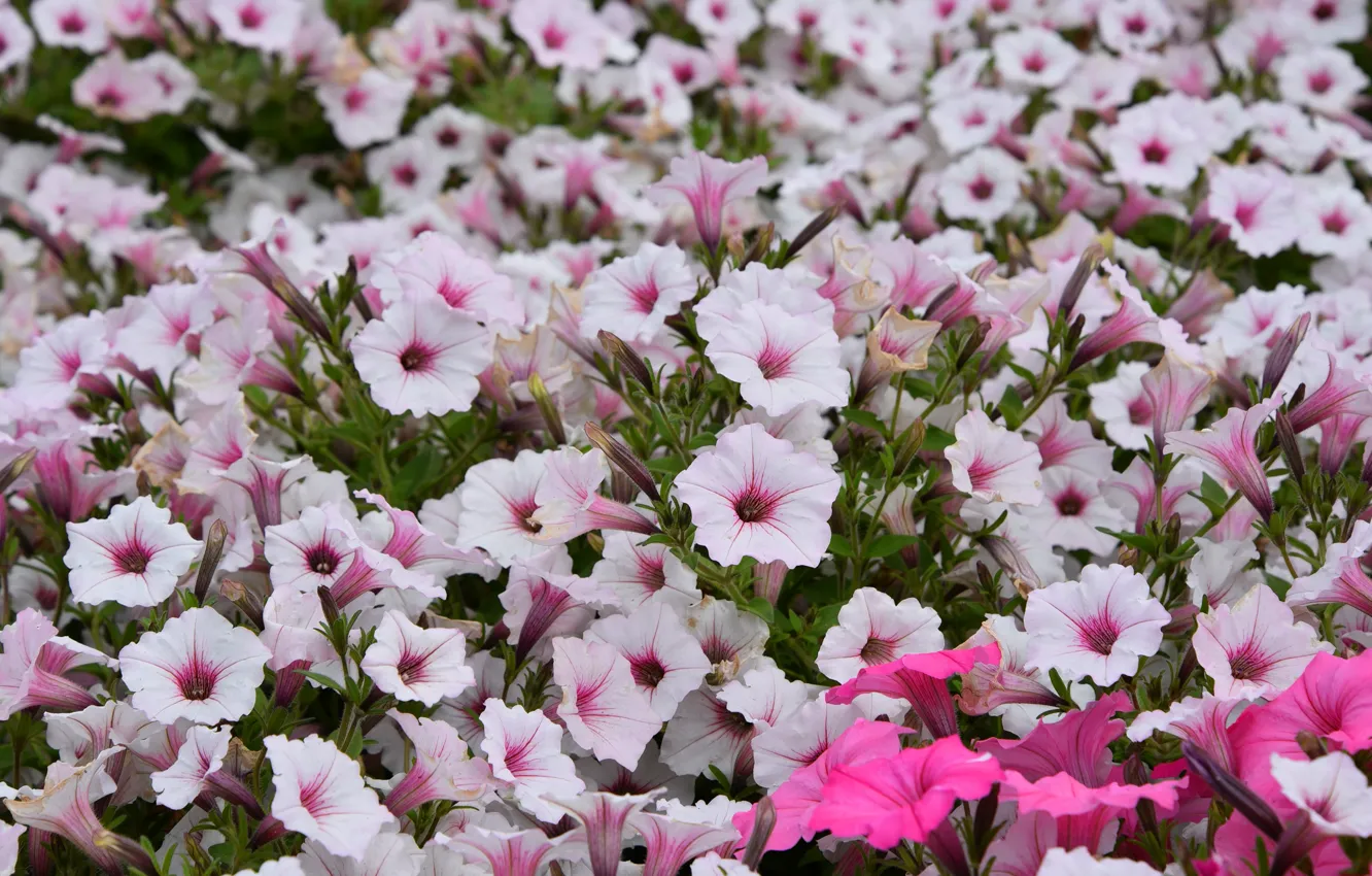 Photo wallpaper flowers, pink, flowerbed, Petunia