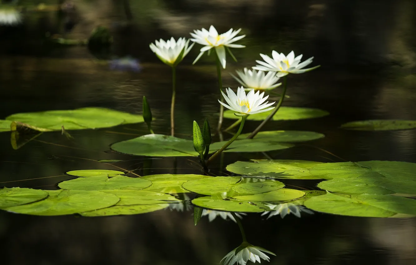 Photo wallpaper leaves, water, water, leaves, water lilies, water lilies