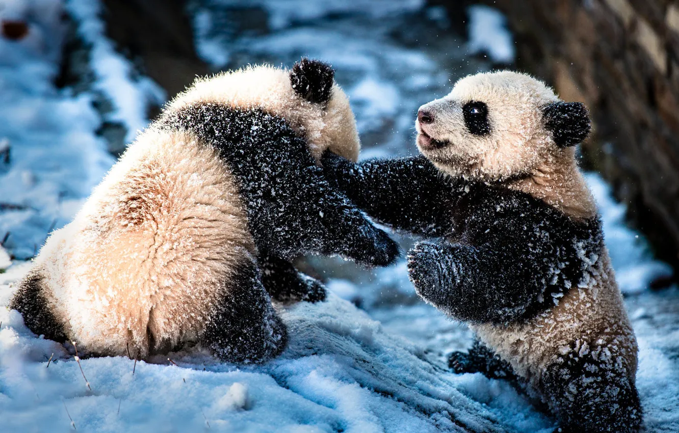 Photo wallpaper winter, nature, animal, the game, Panda, bear, cub, a couple