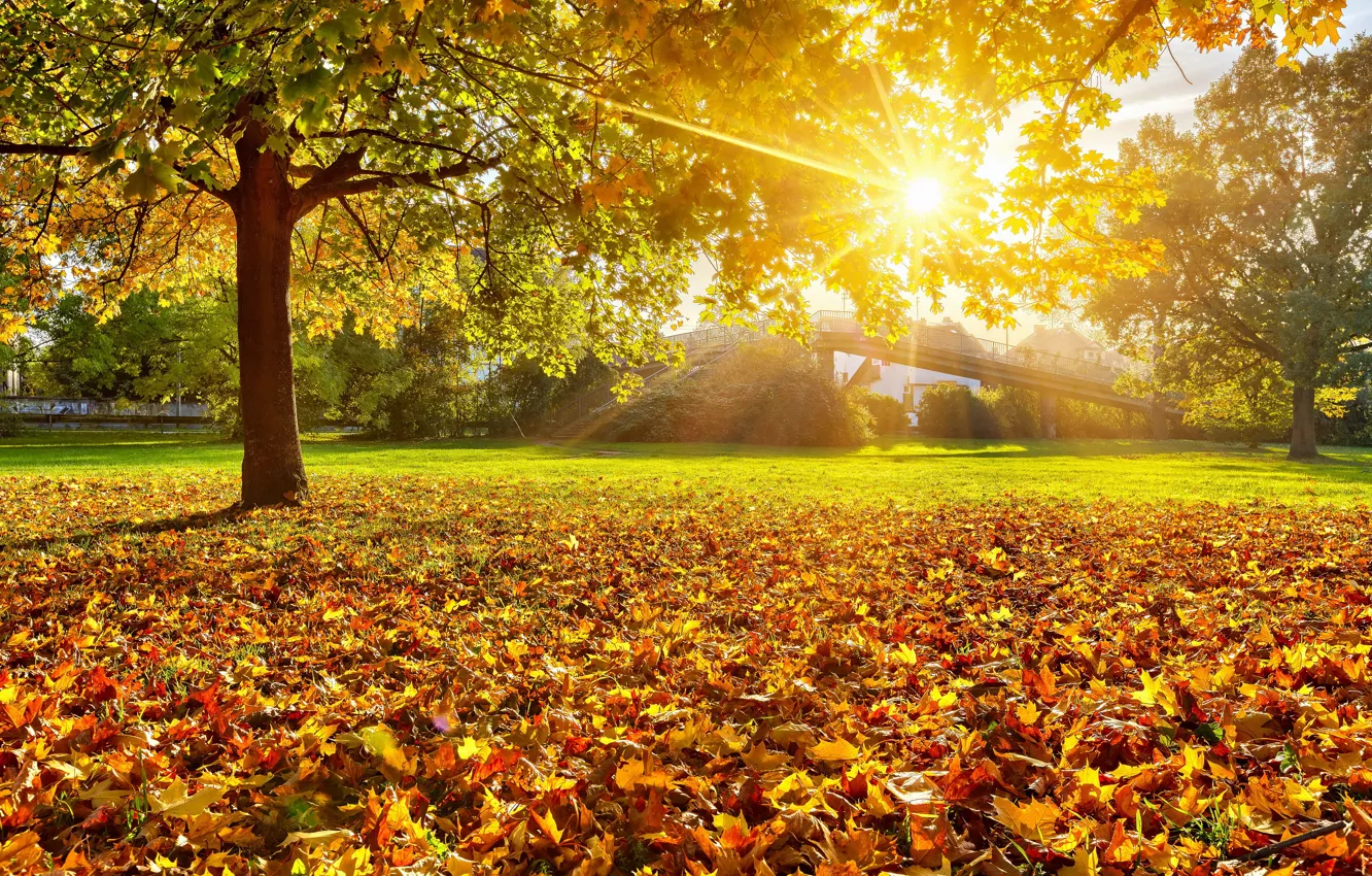 Photo wallpaper autumn, leaves, the sun, rays, trees, yellow, trees, bridge