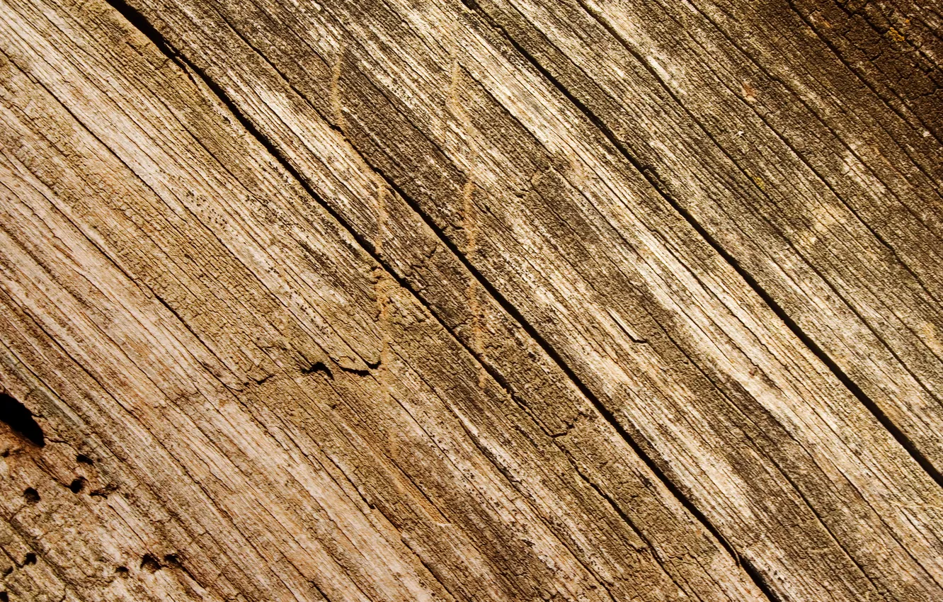 Photo wallpaper trees, cracked, Dry