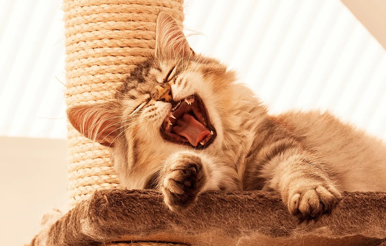 Photo wallpaper cat, teeth, paws, lies, meows