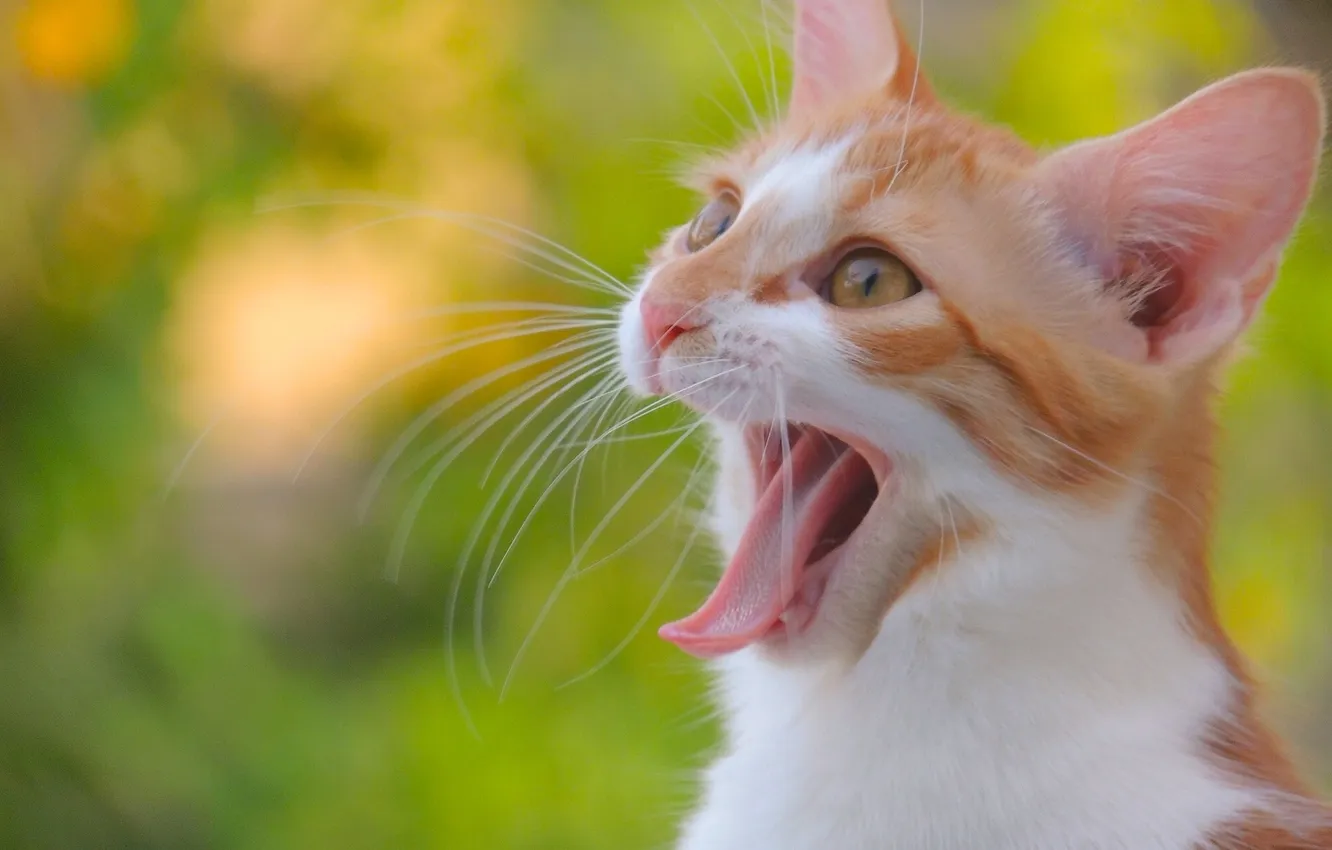 Photo wallpaper language, cat, cat, mustache, muzzle, kitty, yawn