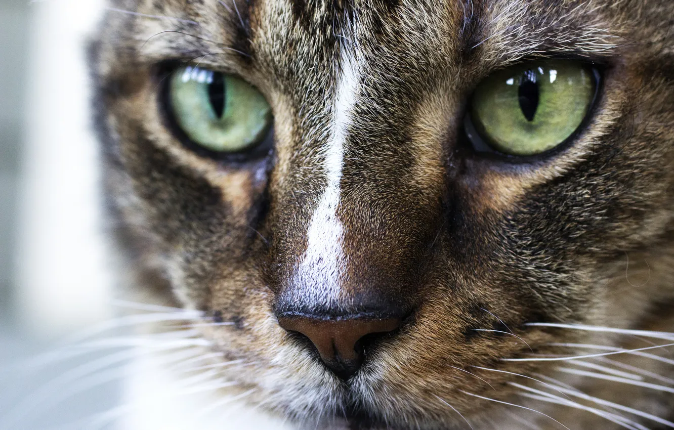 Photo wallpaper cat, cat, face, macro