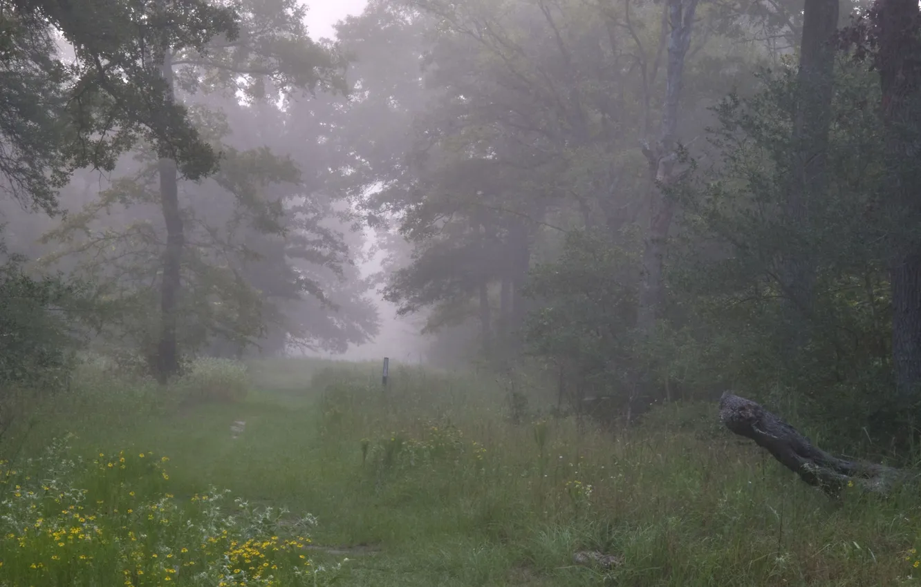 Photo wallpaper forest, grass, trees, nature, fog, plant, haze