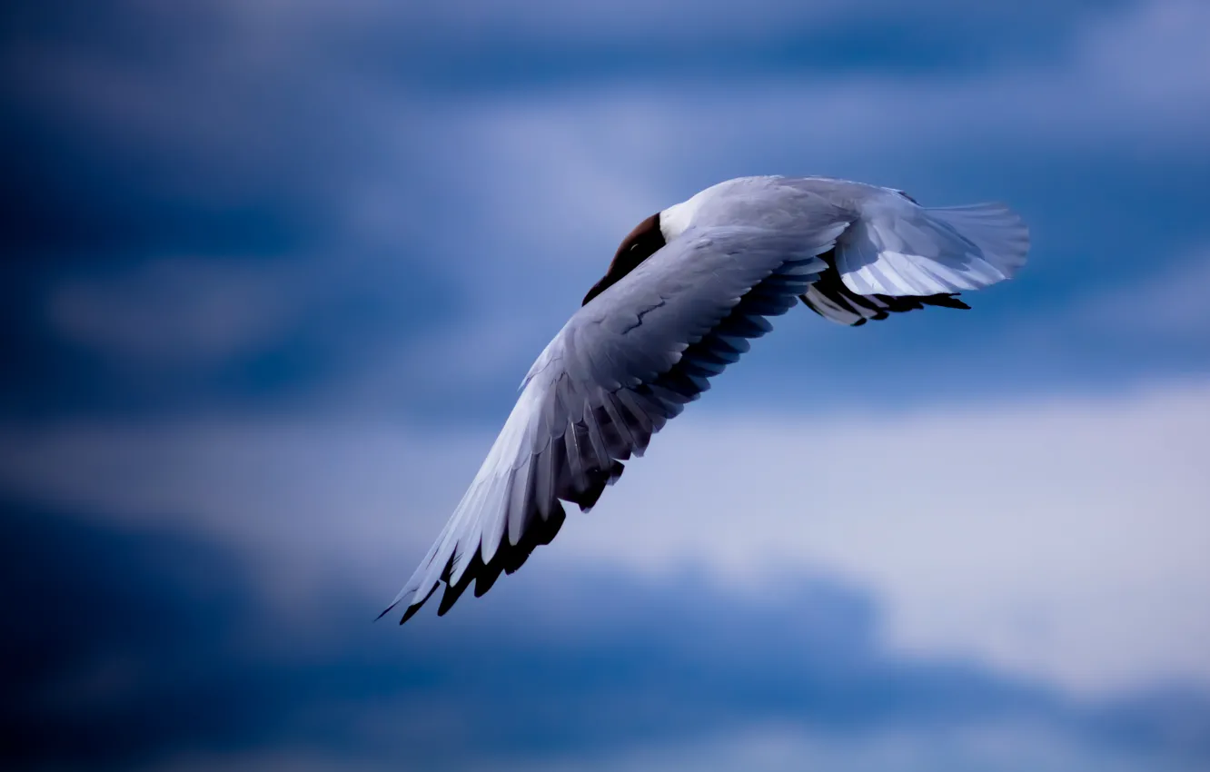 Photo wallpaper the sky, bird, Seagull, flight