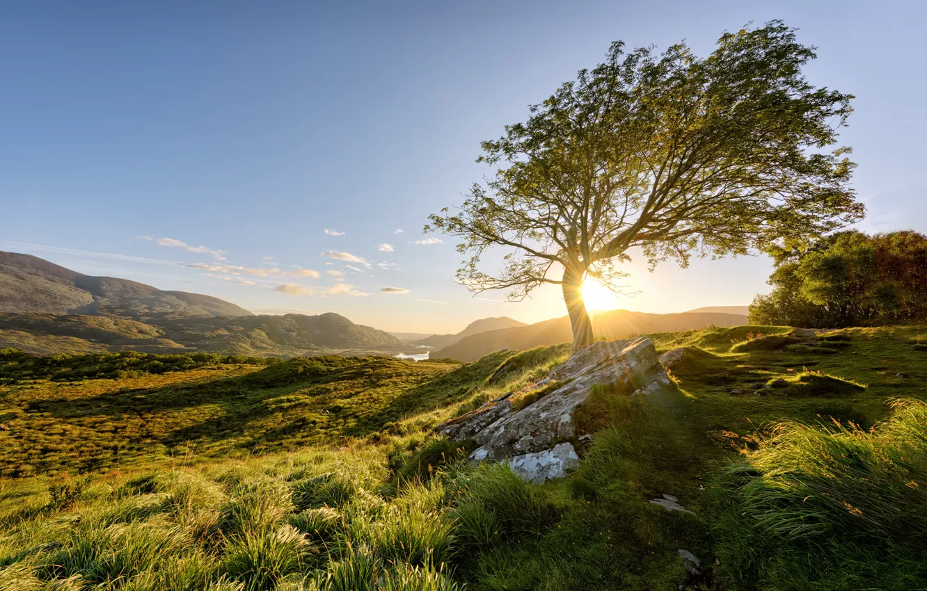 Photo wallpaper the sun, tree, morning, Ireland, Killarney National Park