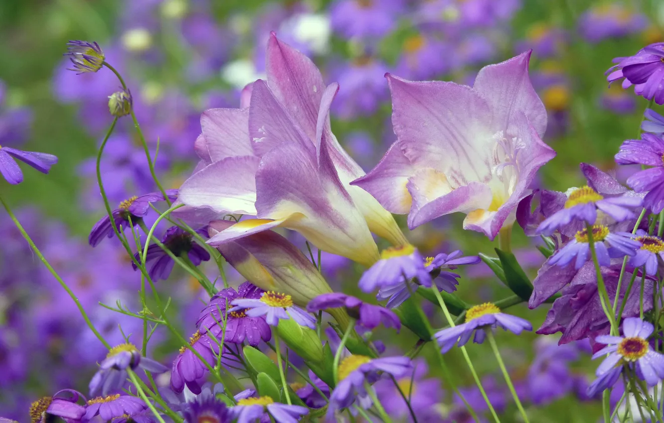 Photo wallpaper flowers, nature, plant, bells, field