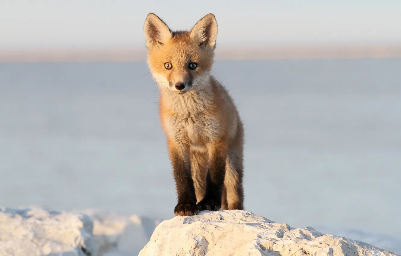 Photo wallpaper fox, baby, wildlife, red fox, baby fox