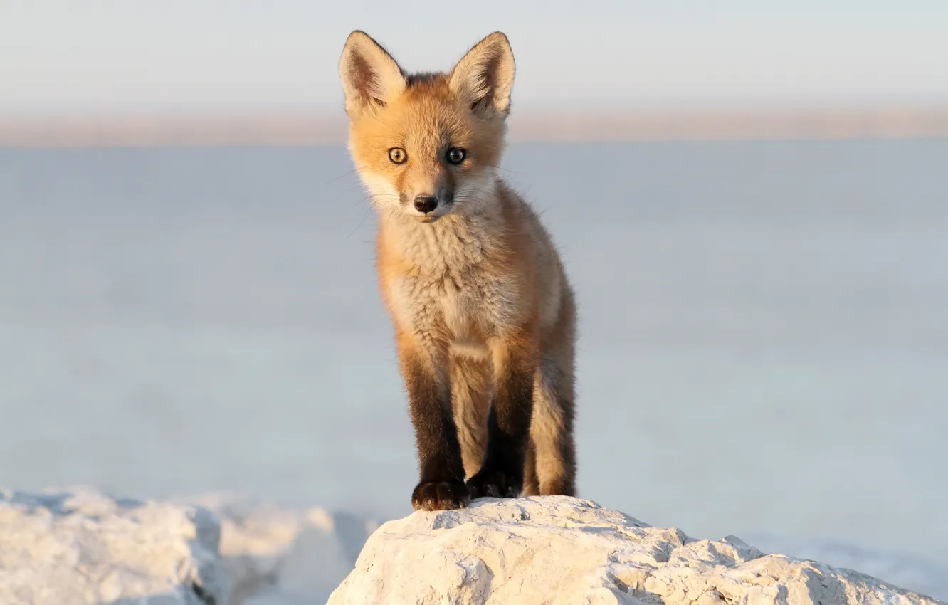 Photo wallpaper fox, baby, wildlife, Red Fox, baby fox