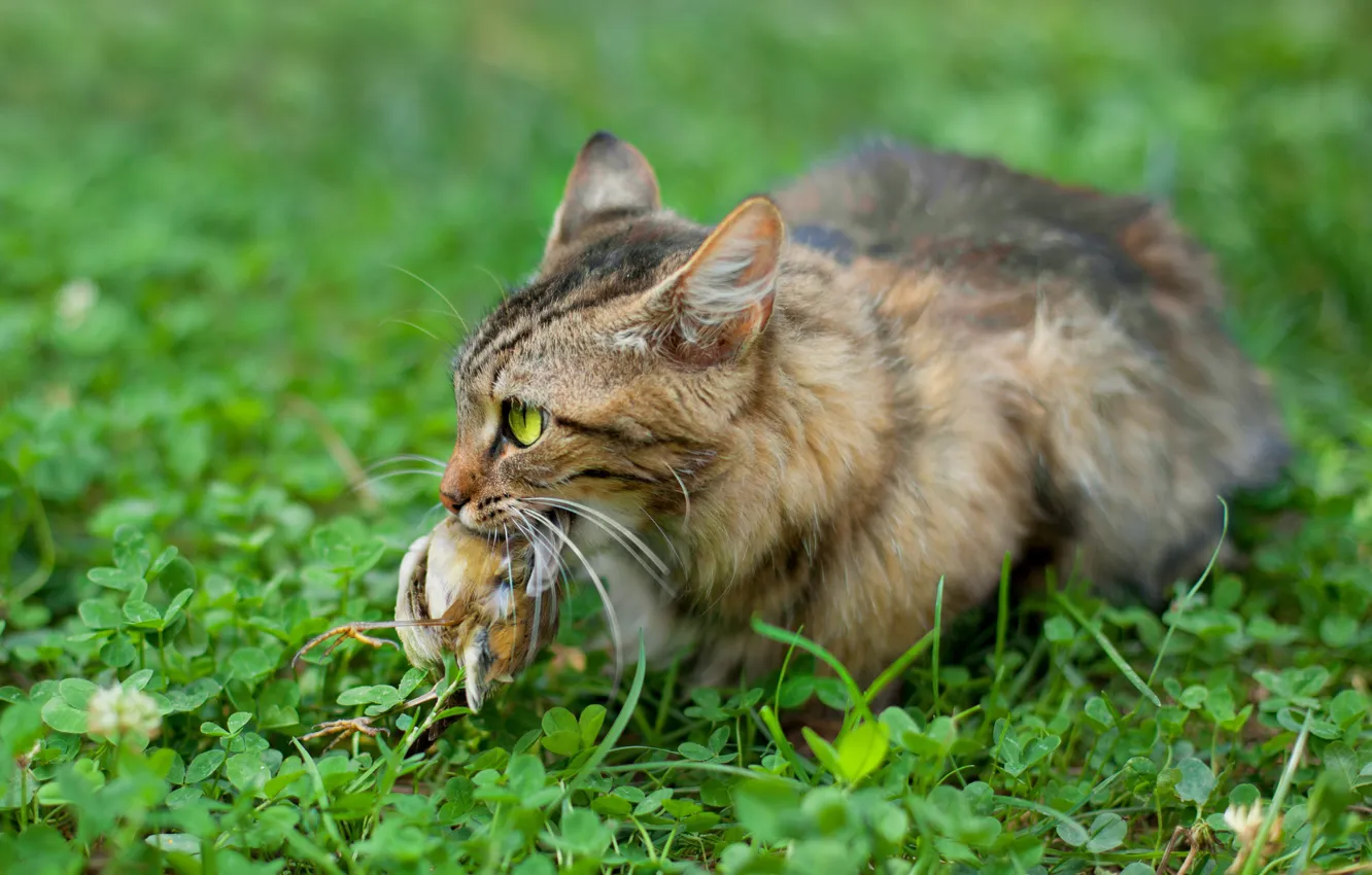 Photo wallpaper cat, grass, cat, predator, bird, mining