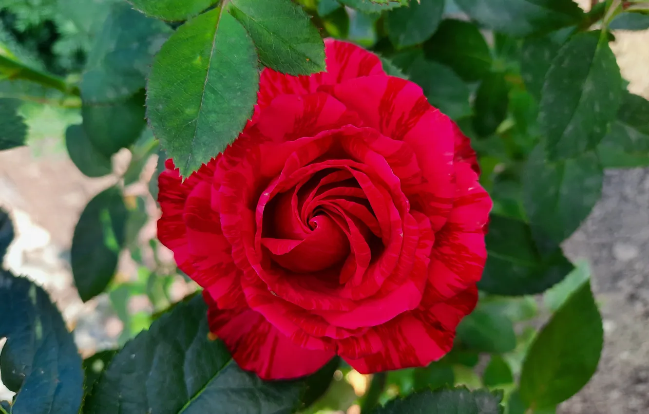 Photo wallpaper Rose, Red, Beautiful