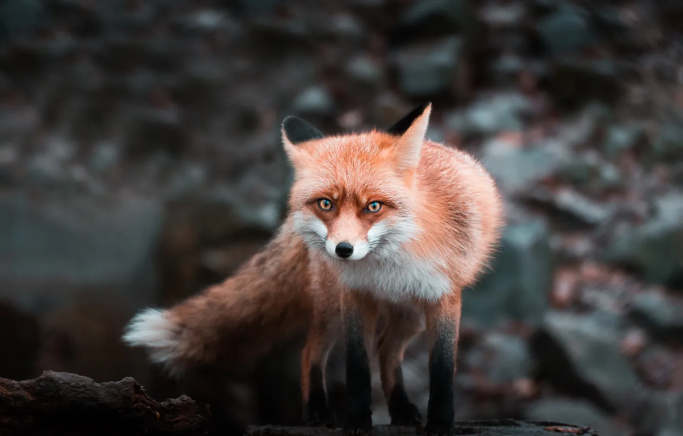 Photo wallpaper autumn, the dark background, stones, Fox, red, bokeh