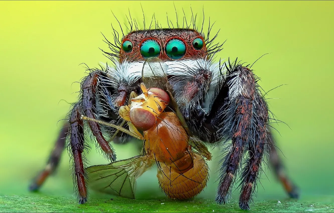 Photo wallpaper fly, spider, two, nature, oops, two, Spider