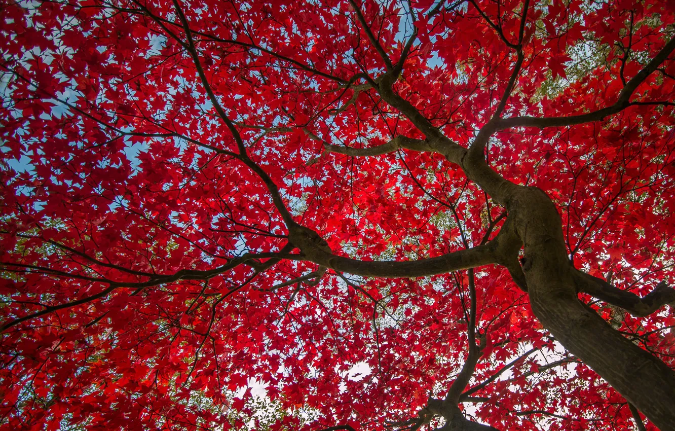 Photo wallpaper autumn, the sky, leaves, tree, the crimson